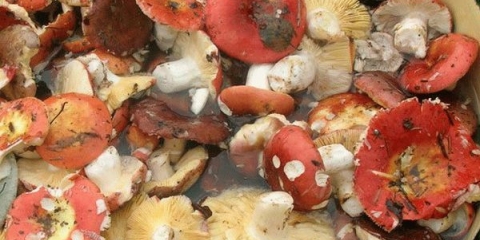 Kako očistiti russula gljive i potopiti ih